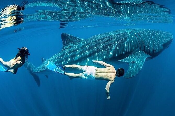 Swim with Whale Shark from La Paz - What’s actually included: water, fruit, ceviche snacks, and no tipping surprises