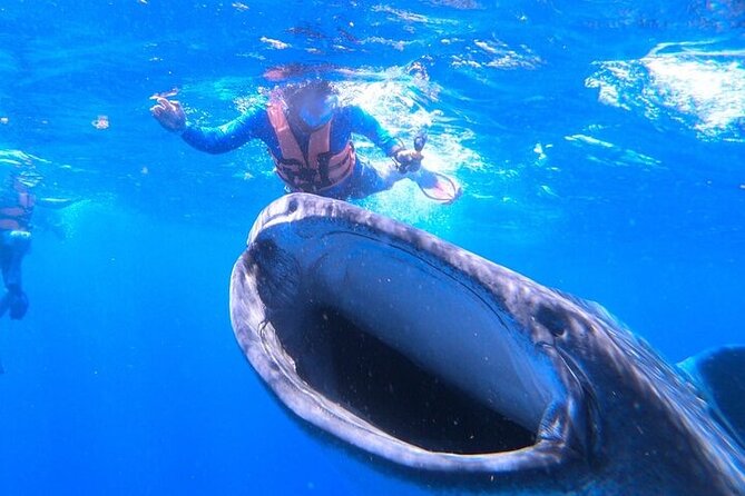 Swim with Whale Shark from La Paz - English-speaking experience with an operator you can research: ROGACI