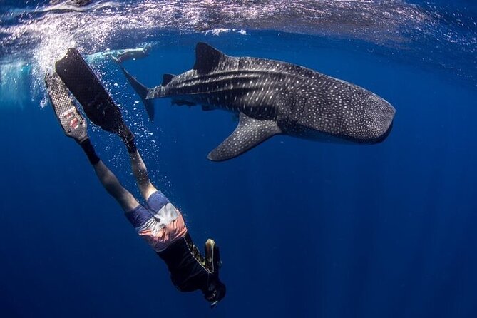 Swim with Whale Shark from La Paz - Best timing for La Paz whale shark swims: starting October 20 and checking December-January