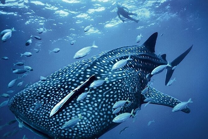 Swim with Whale Shark from La Paz - Value and trust: what this tour does well, and what can go wrong
