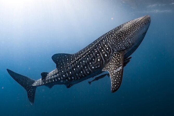 Swim with Whale Shark from La Paz - The 1-Hour Boat Ride Out: Search time depends on weather and regulations