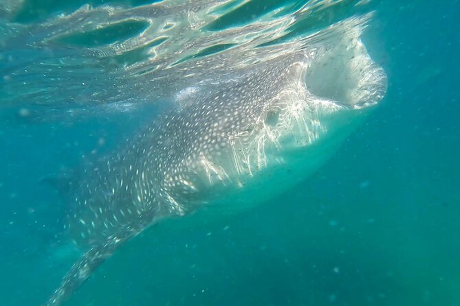 Swim with Whale Sharks #1 MUST DO IN LA PAZ - Key highlights at a glance