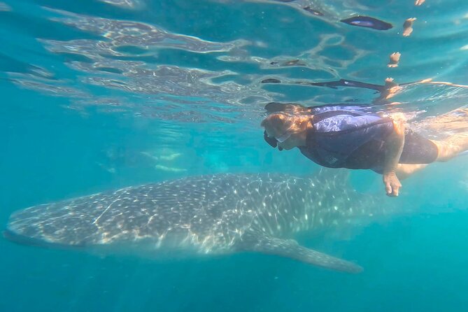 Swim with Whale Sharks #1 MUST DO IN LA PAZ - Why La Paz is the place to see whale sharks