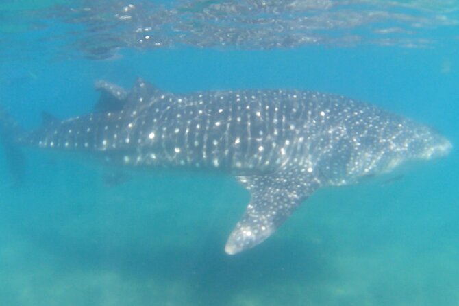Swim with Whale Sharks #1 MUST DO IN LA PAZ - Boat ride, sea conditions, and how to manage comfort