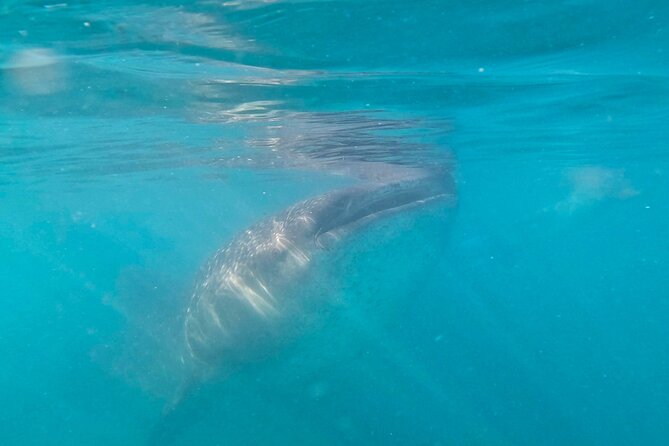 Swim with Whale Sharks #1 MUST DO IN LA PAZ - Price and value: what you get for $131.67