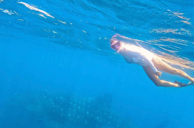 Swim with Whale Sharks #1 MUST DO IN LA PAZ - Getting the most out of your whale shark day