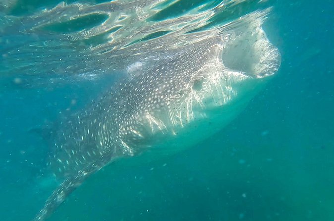 Swim with Whale Sharks #1 MUST DO IN LA PAZ - Should you book Swim with Whale Sharks #1 in La Paz?