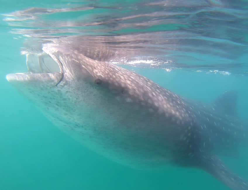 Swim with Whale Sharks in La Paz - Key Things I’d Tell a Friend Before Booking
