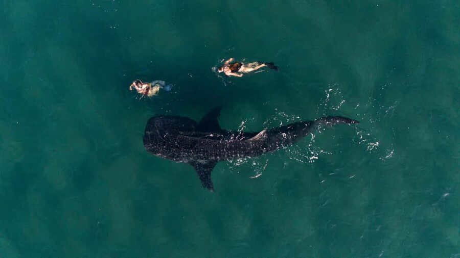 Swim with Whale Sharks in La Paz - Why Whale Shark Snorkeling in La Paz Feels Special