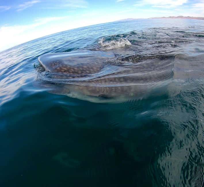 Swim with Whale Sharks in La Paz - Gear, Comfort, and the Small Things That Affect Your Swim