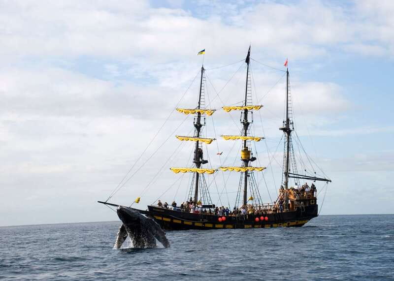 Thar She Blows! Whale Watching Pirate Cruise - How you actually spot whales, and what the biologist covers