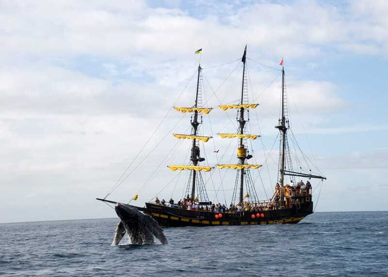 Thar She Blows! Whale Watching Pirate Cruise - Should you book the Thar She Blows whale watching pirate cruise?