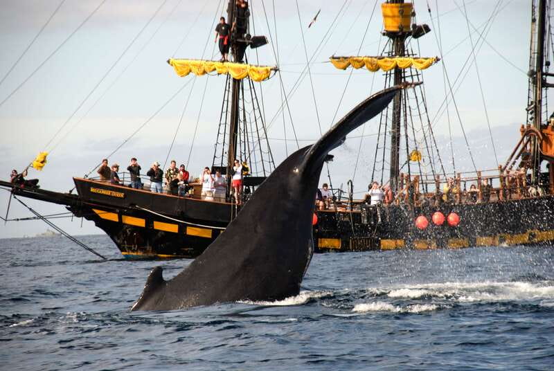Thar She Blows! Whale Watching Pirate Cruise - The 2-hour pirate cruise route through Los Cabos landmarks