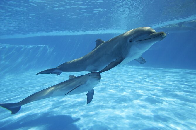 The only Natural Space Dolphin Encounter in Cabo Optional Pickup! - Natural Space Dolphin Encounter in Cabo, What You Are Really Booking
