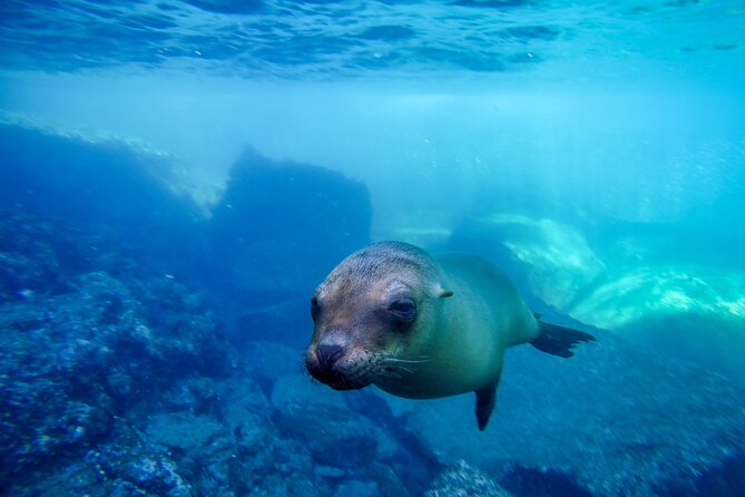 The only Natural Space Dolphin Encounter in Cabo Optional Pickup! - Should You Book This Cabo Dolphin Tour or Skip It?