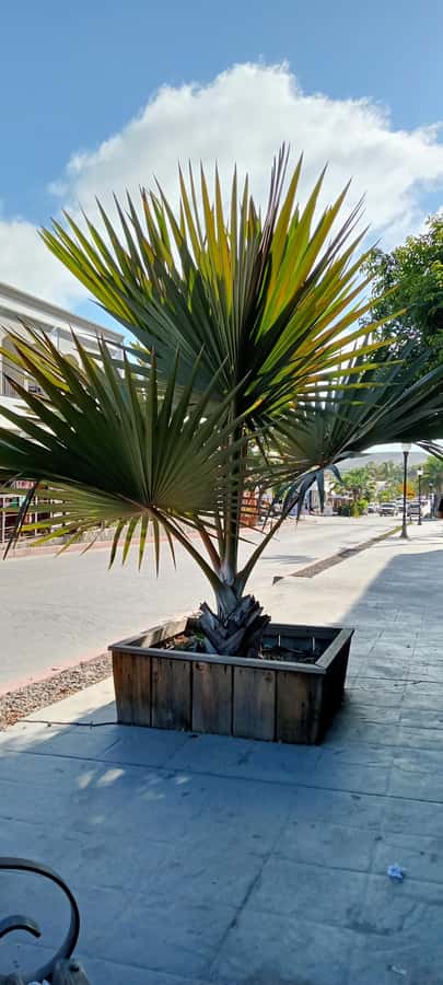 Tour Todos Santos Magical Town, Hotel California - Playa Cerritos: Panoramic Views and a Proper Beach Moment