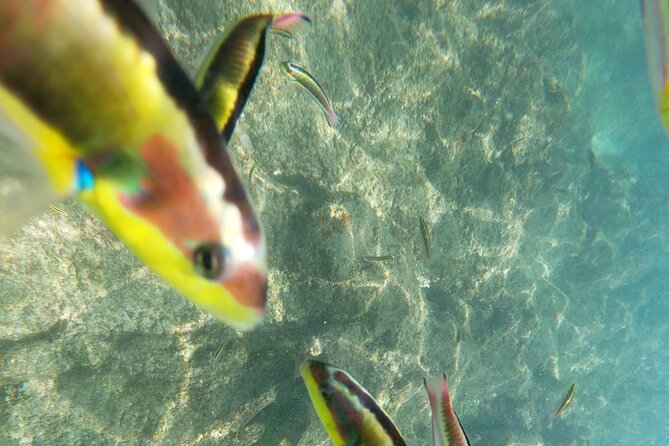 unforgettable snorkeling activity in The Sea of Cortes - The guide and small-group vibe: why it matters