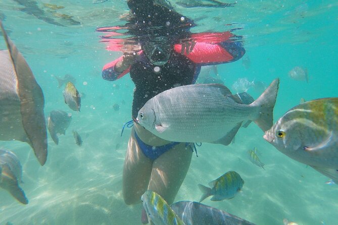 unforgettable snorkeling activity in The Sea of Cortes - Who should book this snorkeling trip