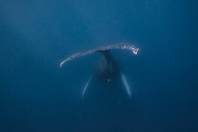 Whale and Dive Combo Tour in Los Cabos - Quick take: why this Cabo whale plus reef combo feels worth it