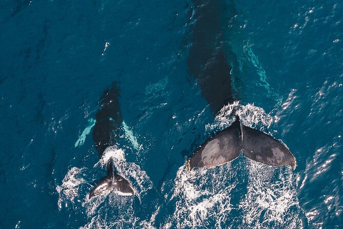 Whale and Dive Combo Tour in Los Cabos - A 6:30 am Cabo start with El Arco on deck