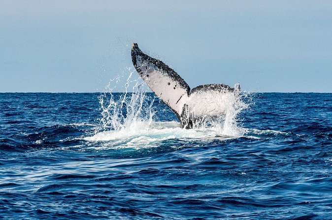 Whale and Dive Combo Tour in Los Cabos - Reef time in two locations: better odds, less crowded-feel