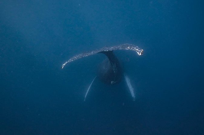 Whale and Dive Combo Tour in Los Cabos - Refresher coaching and the 1:4 instructor ratio