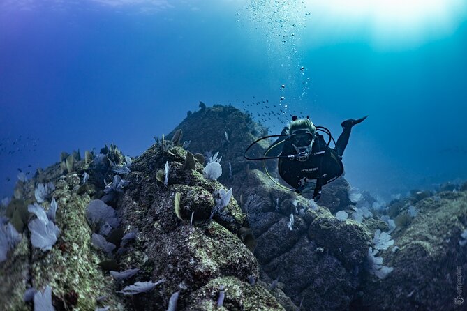 Whale and Dive Combo Tour in Los Cabos - Price and value: $260 for whales plus two reef sessions