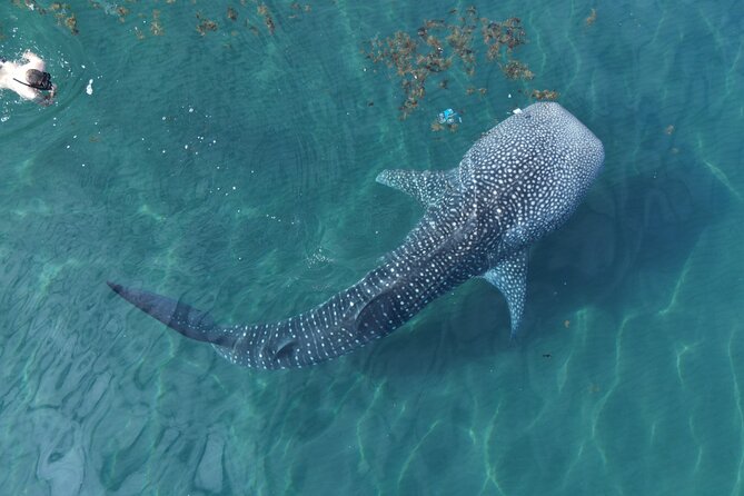 Whale Shark Adventure with a Marine Biologist - Key things I’d highlight before you book