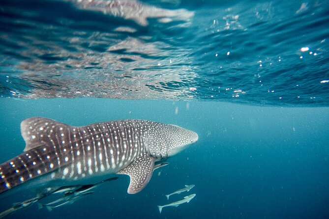 Whale Shark Adventure with a Marine Biologist - Meeting point in La Paz: getting set up without wasting daylight