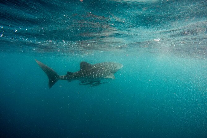 Whale Shark Adventure with a Marine Biologist - In the water: wetsuits, snorkeling gear, and the real pace of the day