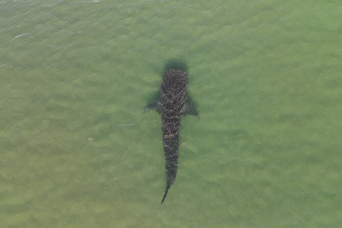 Whale Shark Adventure with a Marine Biologist - Dolphins and conditions: what to do when nature doesn’t cooperate