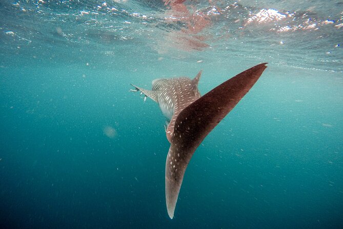 Whale Shark Adventure with a Marine Biologist - Snorkeling comfort and what to expect from the crew