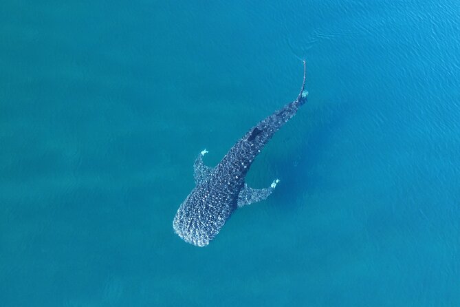 Whale Shark Adventure with a Marine Biologist - The whale shark swim itself: how the 5-at-once rule changes your experience
