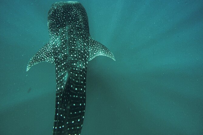 Whale Shark & Sea Lion Snorkeling Picnic at Espiritu Santo Island - Key highlights worth clocking before you go