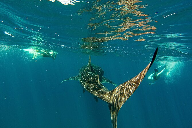 Whale Shark & Sea Lion Snorkeling Picnic at Espiritu Santo Island - How this 9-hour Sea of Cortez day fits real schedules