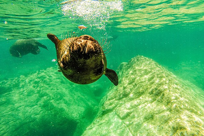 Whale Shark & Sea Lion Snorkeling Picnic at Espiritu Santo Island - La Paz logistics: the meeting point, early start, and private comfort