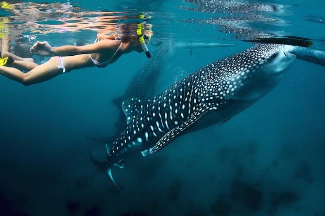 Whale-Shark Snorkeling Excursion to La Paz - Key highlights to look for