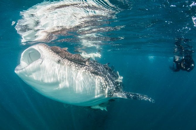 Whale-Shark Snorkeling Excursion to La Paz - Cabo to La Paz: why the long travel day works