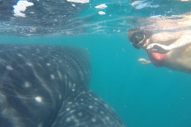 Whale-Shark Snorkeling Excursion to La Paz - On the water in search of whale sharks: the rhythm of the day