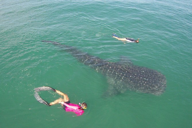 Whale-Shark Snorkeling Excursion to La Paz - The snorkeling session: what to expect and how to get the most out of it