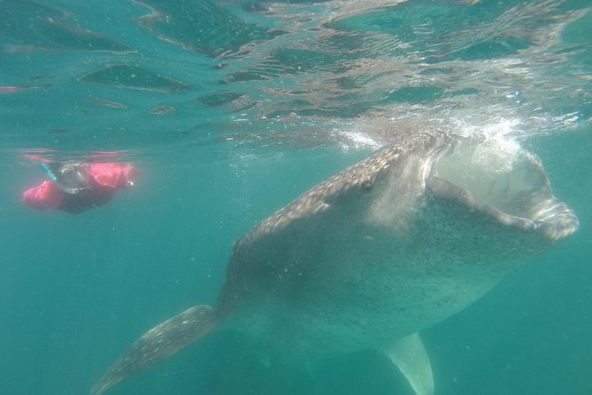 Whale-Shark Snorkeling Excursion to La Paz - Fueling up: snacks, then taco and quesadilla lunch