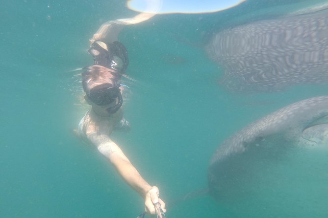 Whale-Shark Snorkeling Excursion to La Paz - The Todos Santos stop on the way back