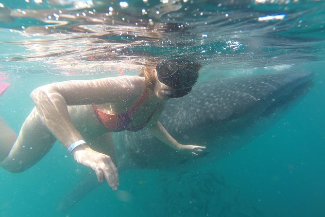 Whale-Shark Snorkeling Excursion to La Paz - Price and value: is $349 a good deal?