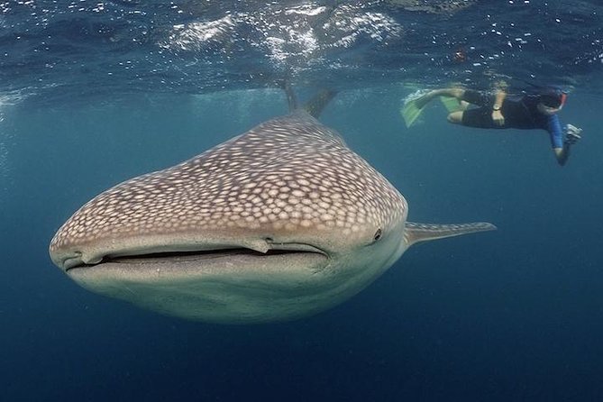Whale-Shark Snorkeling Excursion to La Paz - The 6:00 am start, meeting point, and what to plan around