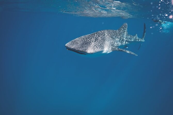 Whale Shark Snorkeling in La Paz - Key Highlights to Know Before You Go