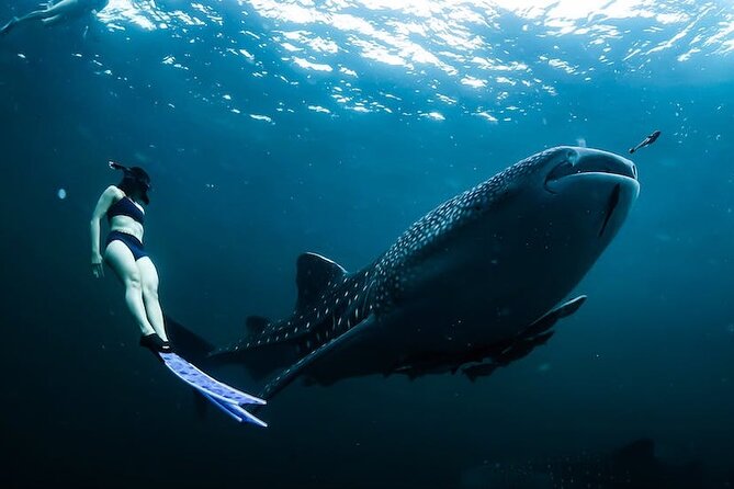 Whale Shark Snorkeling in La Paz - Whale Shark Snorkeling in La Paz, What This Day Feels Like
