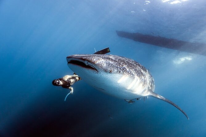 Whale Shark Snorkeling in La Paz - The Sea of Cortez Session: How the Snorkeling Works