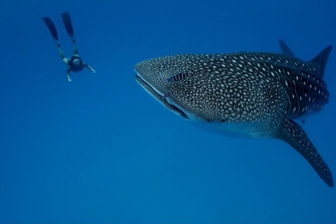 Whale Shark Snorkeling in La Paz - Price and Value: Is $139.74 Worth It?