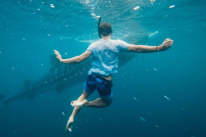 Whale Shark Snorkeling in La Paz - Group Size and the Guide Experience: Why Small Matters