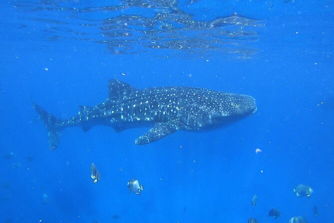 Whale Shark Snorkeling in La Paz - Weather Rules: The One Factor You Cannot Control